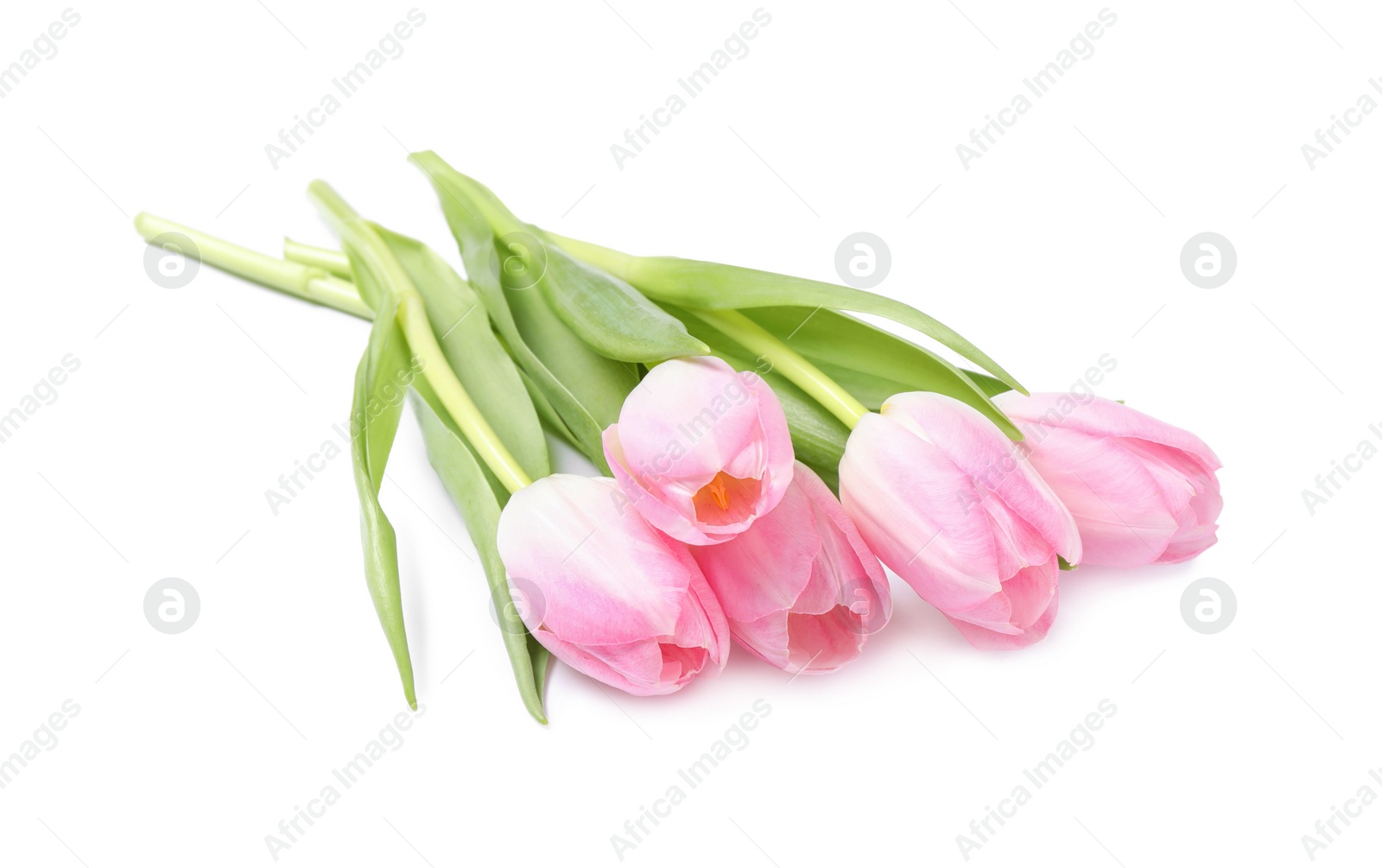 Photo of Beautiful pink spring tulips on white background