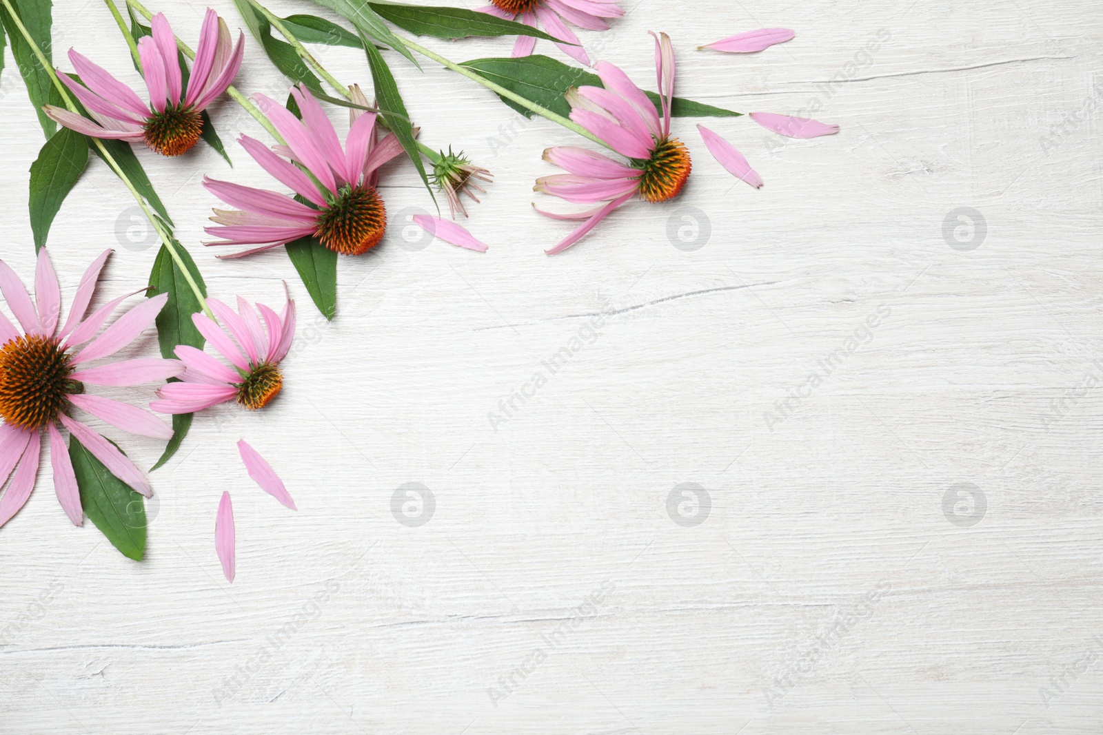 Photo of Beautiful echinacea flowers on white wooden table, flat lay. Space for text