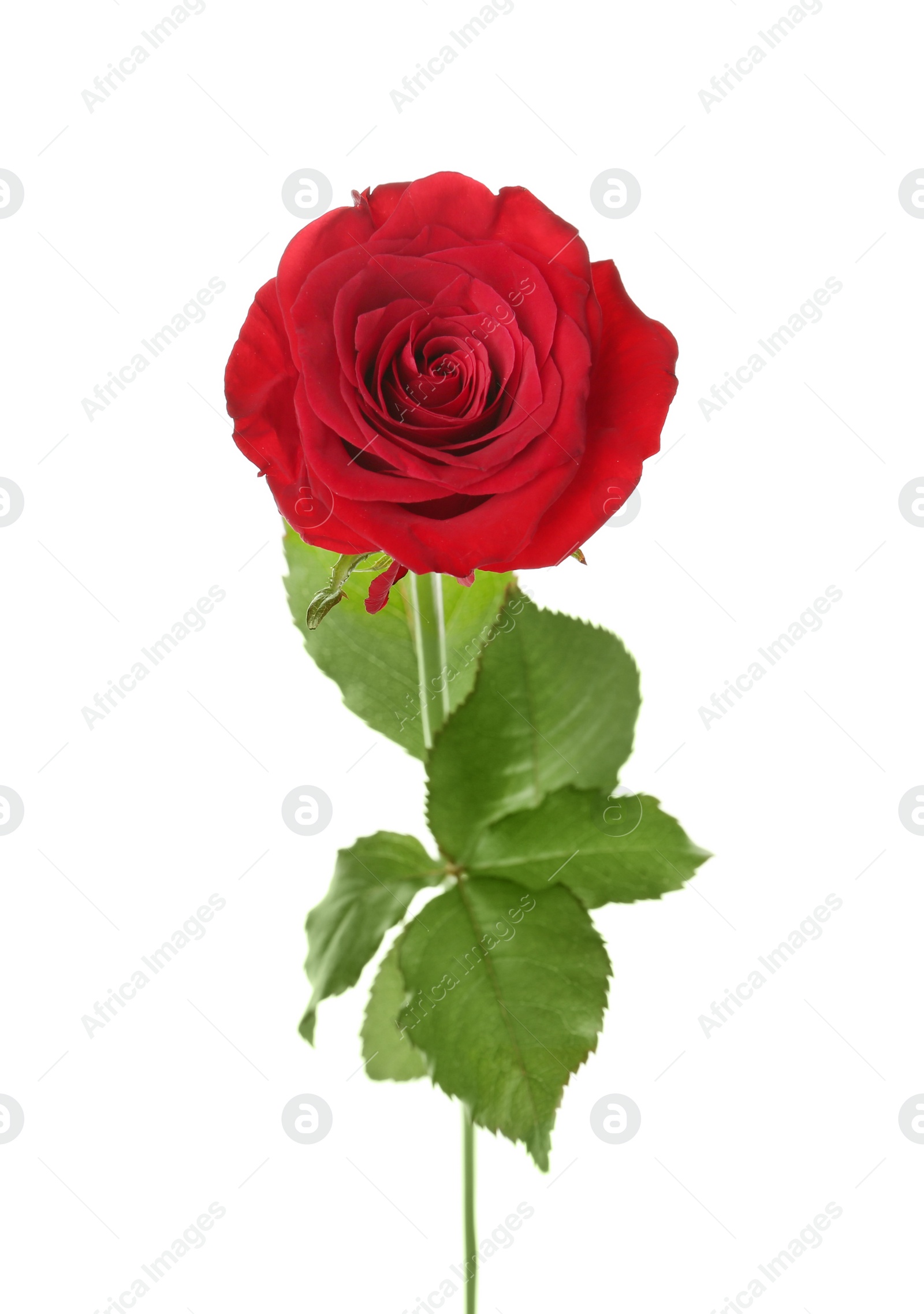 Photo of Beautiful red rose on white background. Funeral symbol