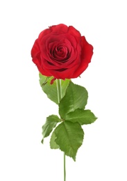 Photo of Beautiful red rose on white background. Funeral symbol