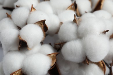 Photo of Fluffy cotton flowers on white background, closeup