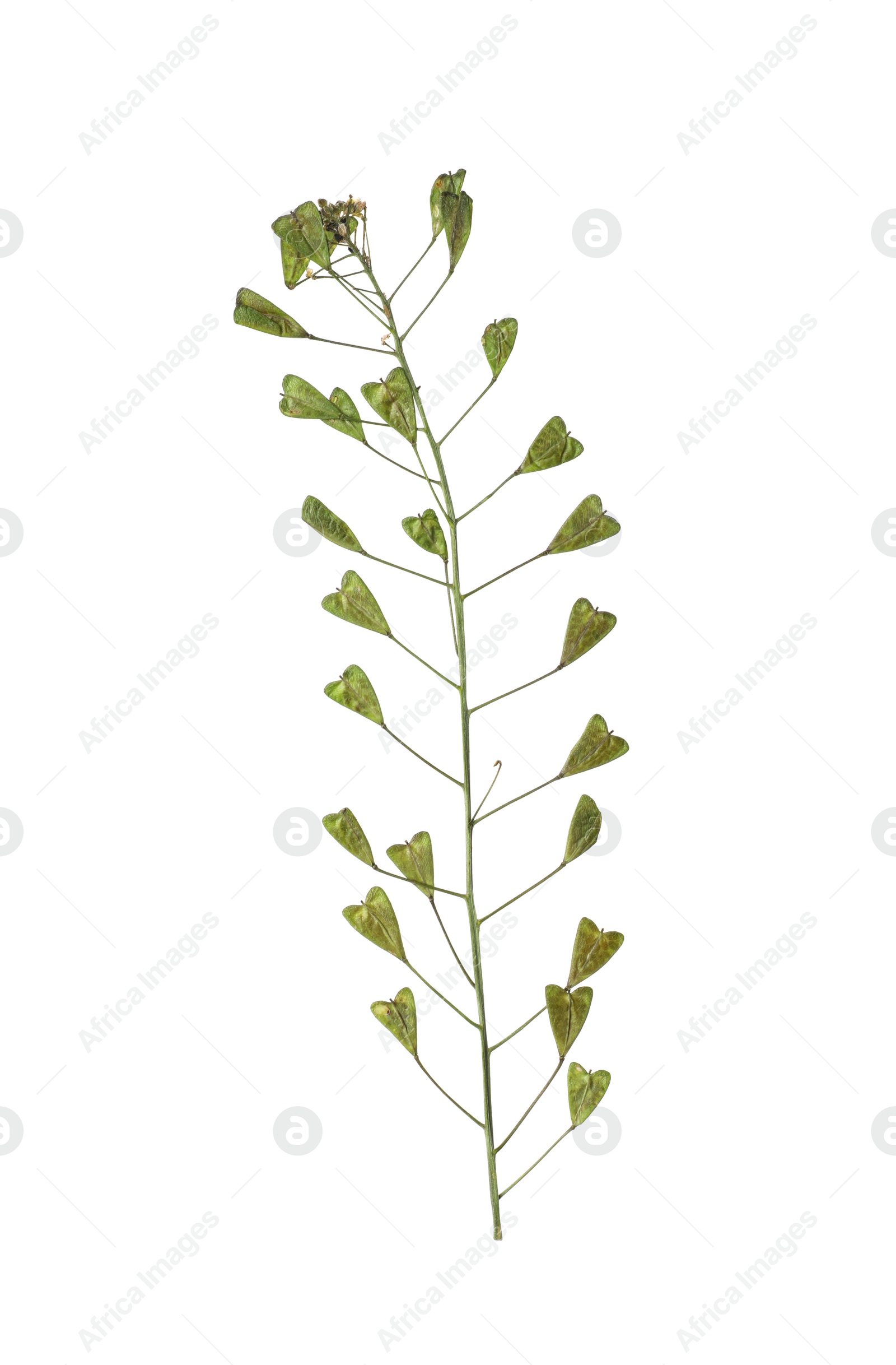 Photo of Dried shepherd's purse flower on white background