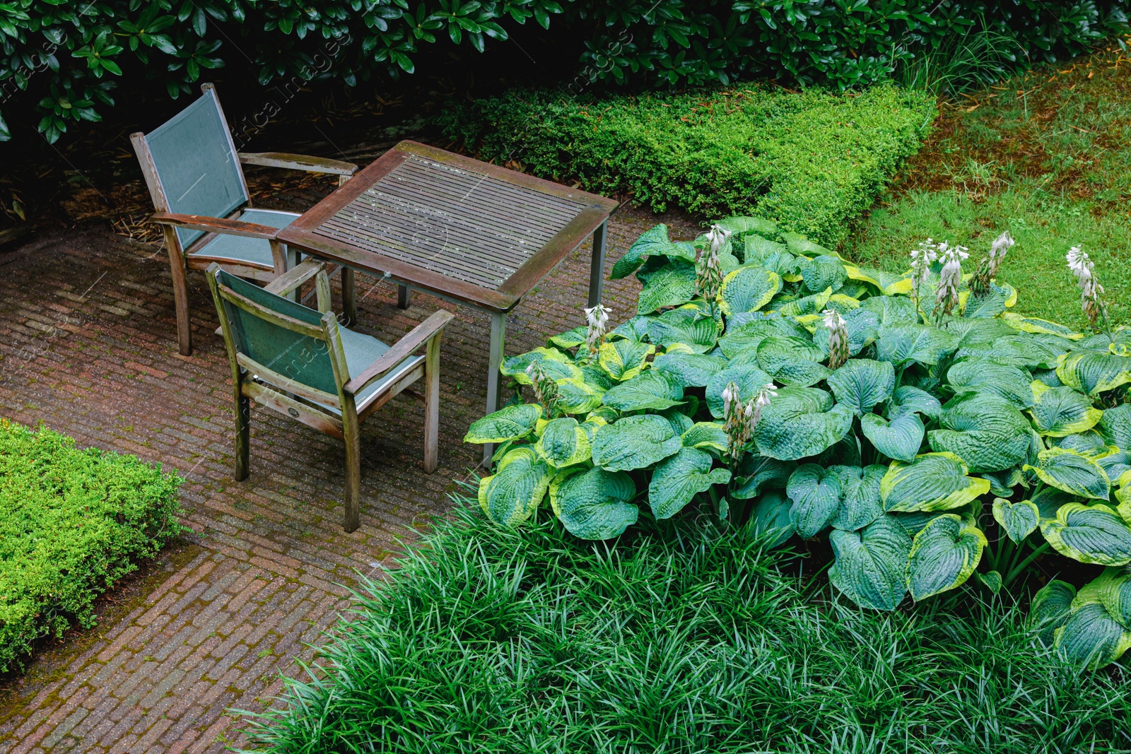 Photo of Beautiful hostas and patio furniture in yard