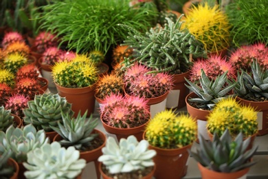 Photo of Pots with beautiful cacti and echeverias, closeup. Tropical flowers