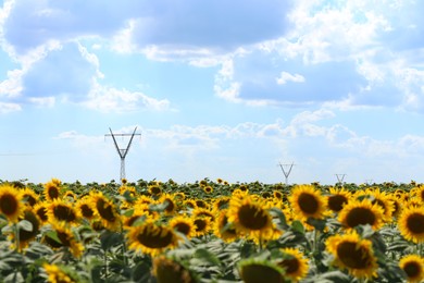 Beautiful blooming sunflowers in field on summer day