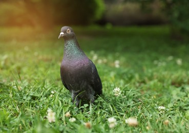Photo of Beautiful dark dove on green grass outdoors
