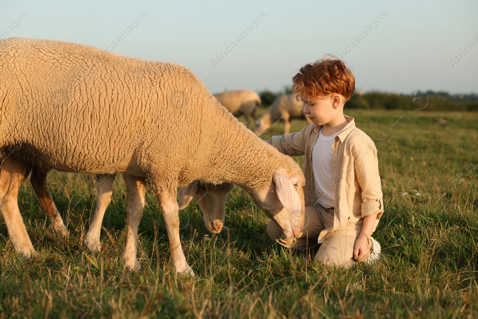 Photo of Boy with sheep on pasture. Farm animals