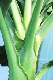 Photo of Banana tree with green leaves growing outdoors, closeup