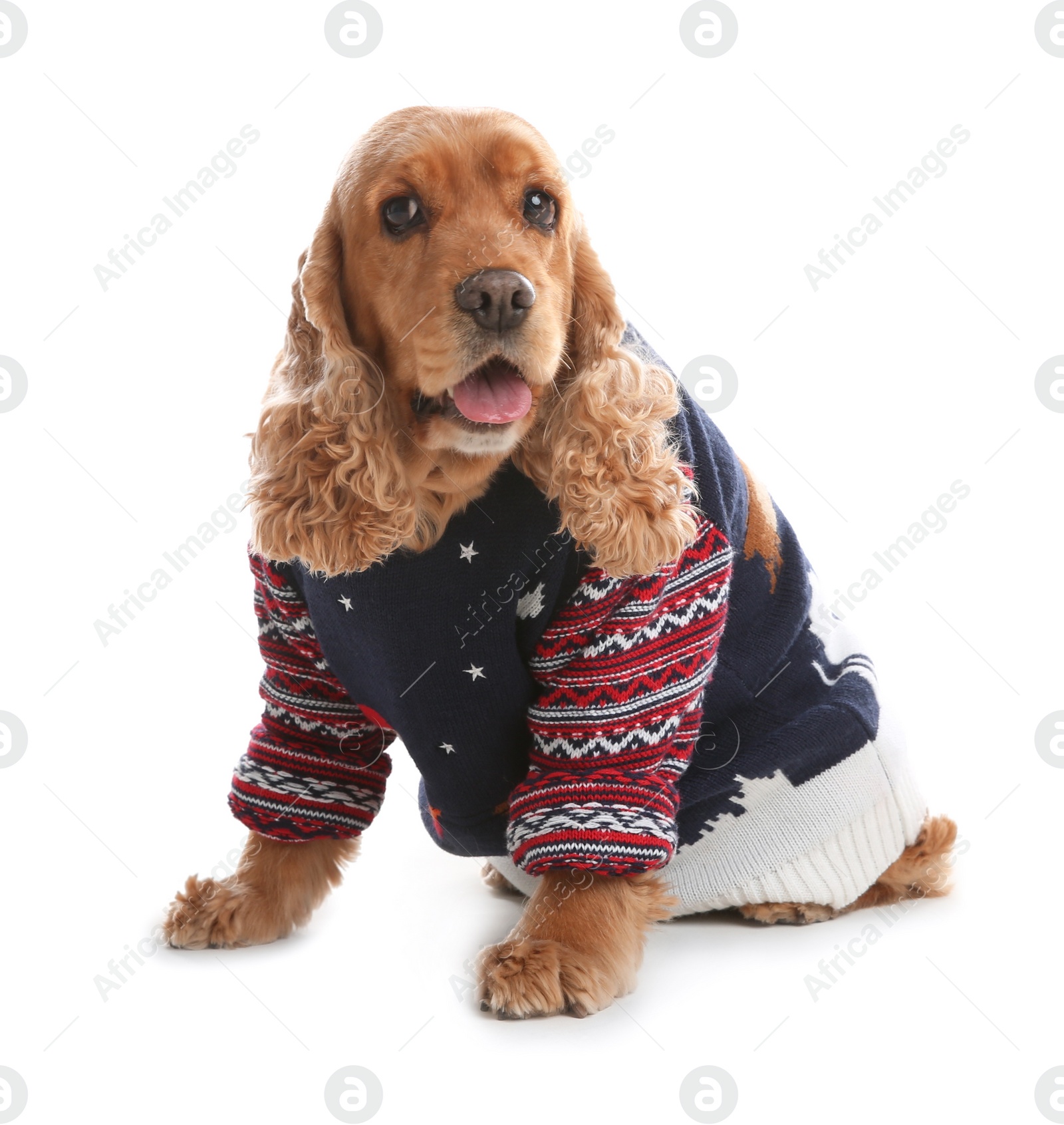 Photo of Adorable Cocker Spaniel in Christmas sweater on white background