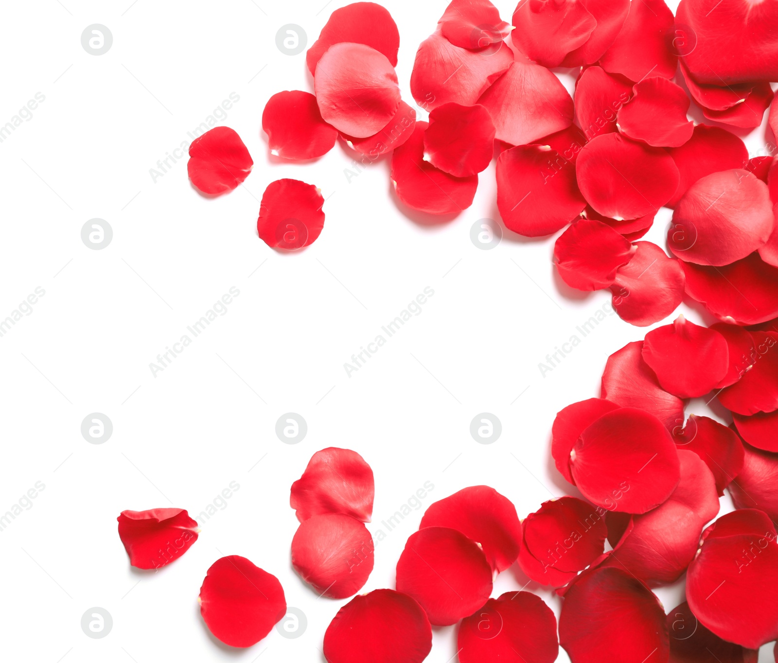 Photo of Fresh red rose petals on white background, top view