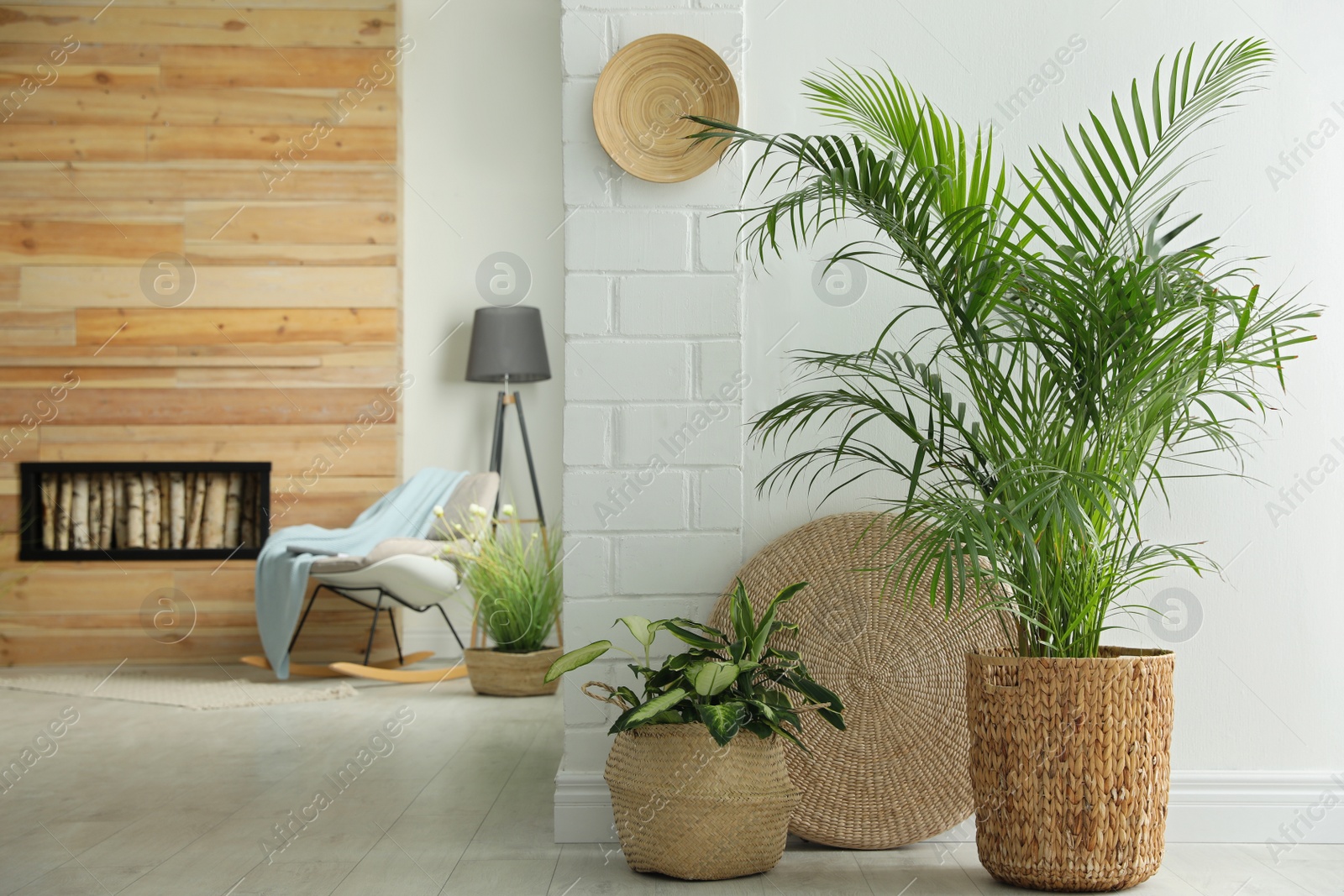 Photo of Houseplants in wicker pots on floor indoors. Interior design