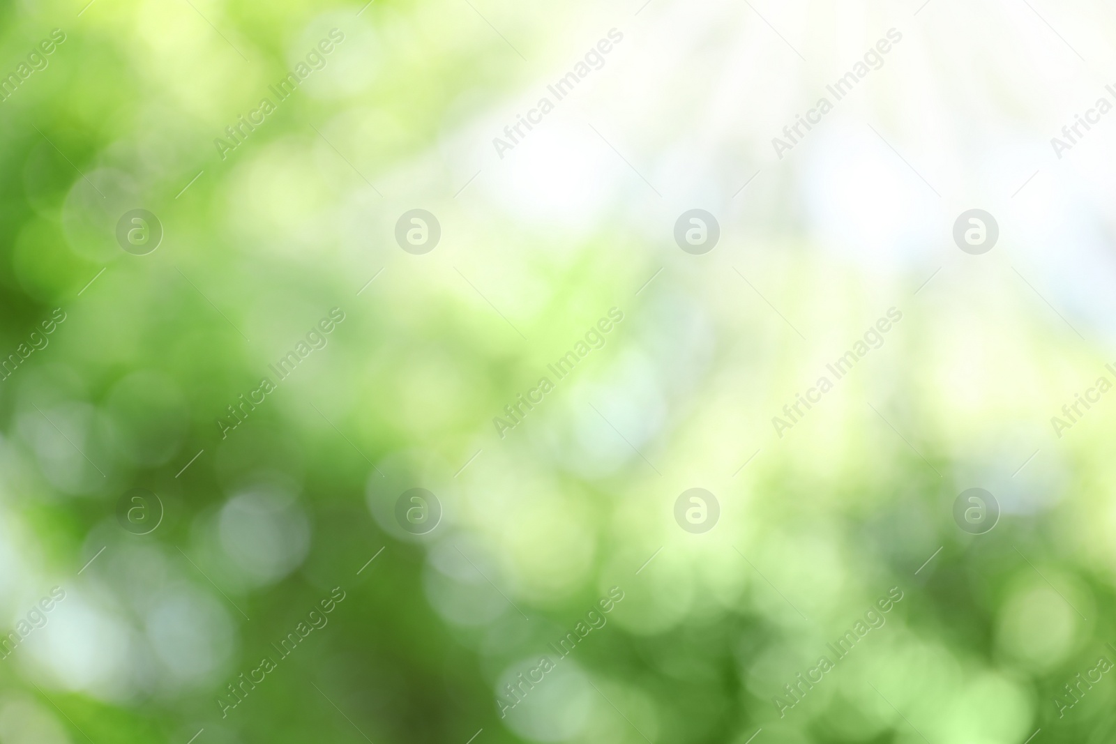 Photo of Blurred view of abstract green background. Bokeh effect