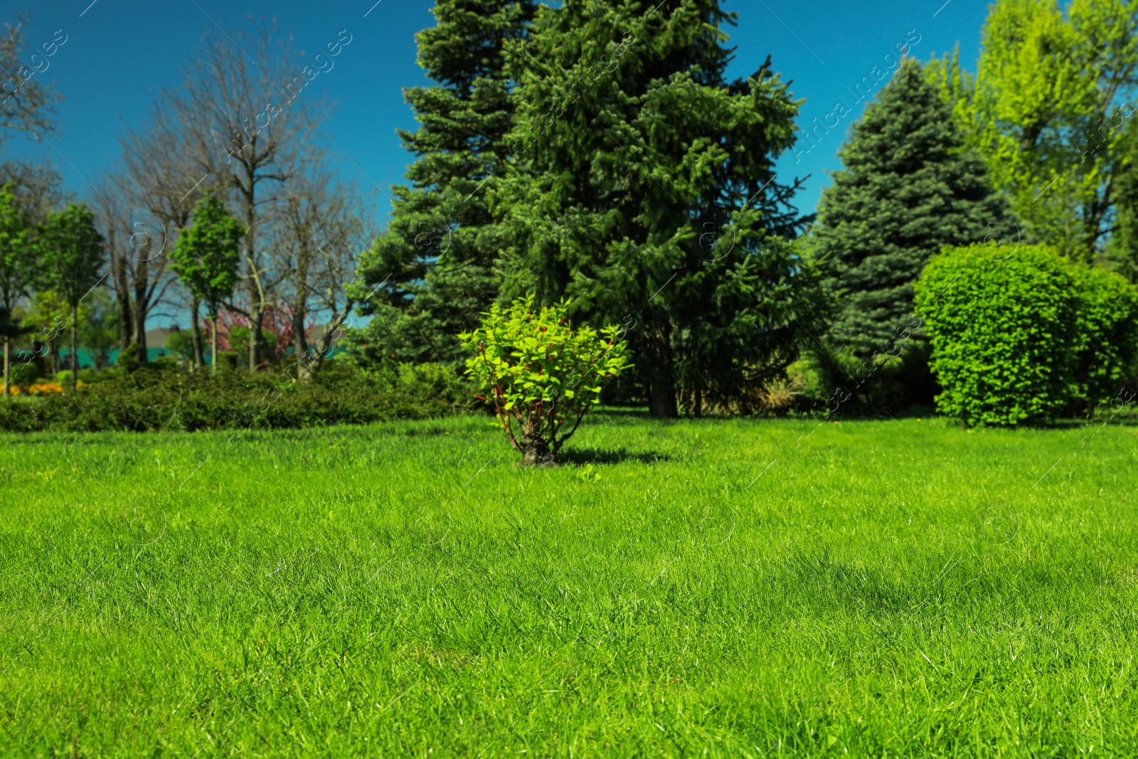 Photo of Beautiful view of landscape with fresh green grass and trees outdoors