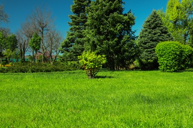 Beautiful view of landscape with fresh green grass and trees outdoors