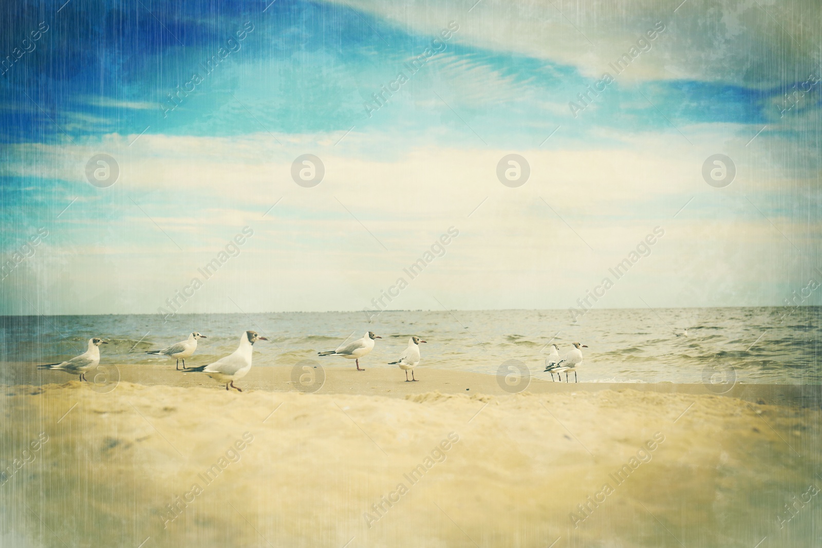 Image of Beautiful seagulls on sandy beach near sea. Retro style filter