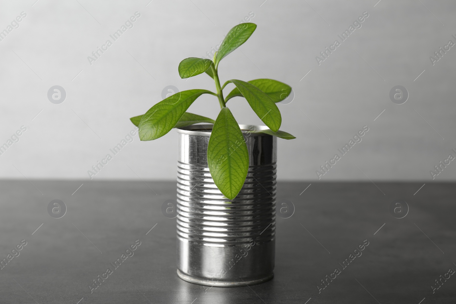 Photo of Beautiful houseplant in tin can on grey stone table, closeup