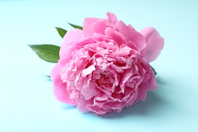 Photo of Beautiful fragrant peony flower on color  background