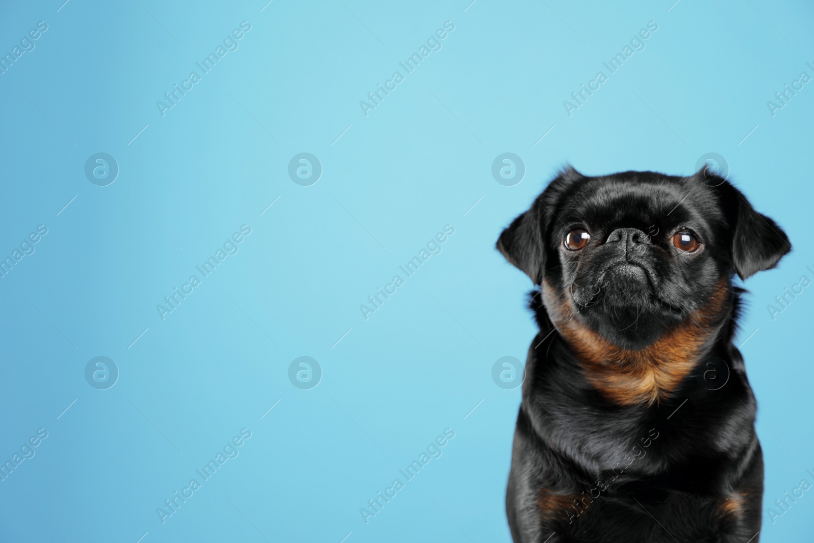 Photo of Adorable black Petit Brabancon dog on light blue background, space for text