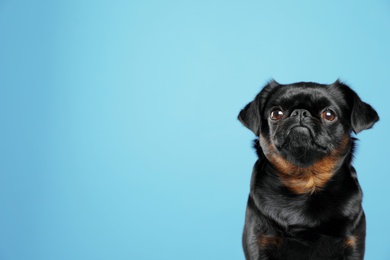 Photo of Adorable black Petit Brabancon dog on light blue background, space for text