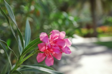 Photo of Branch with beautiful tropical flowers on blurred background
