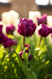 Photo of Beautiful colorful tulip growing in flower bed, closeup