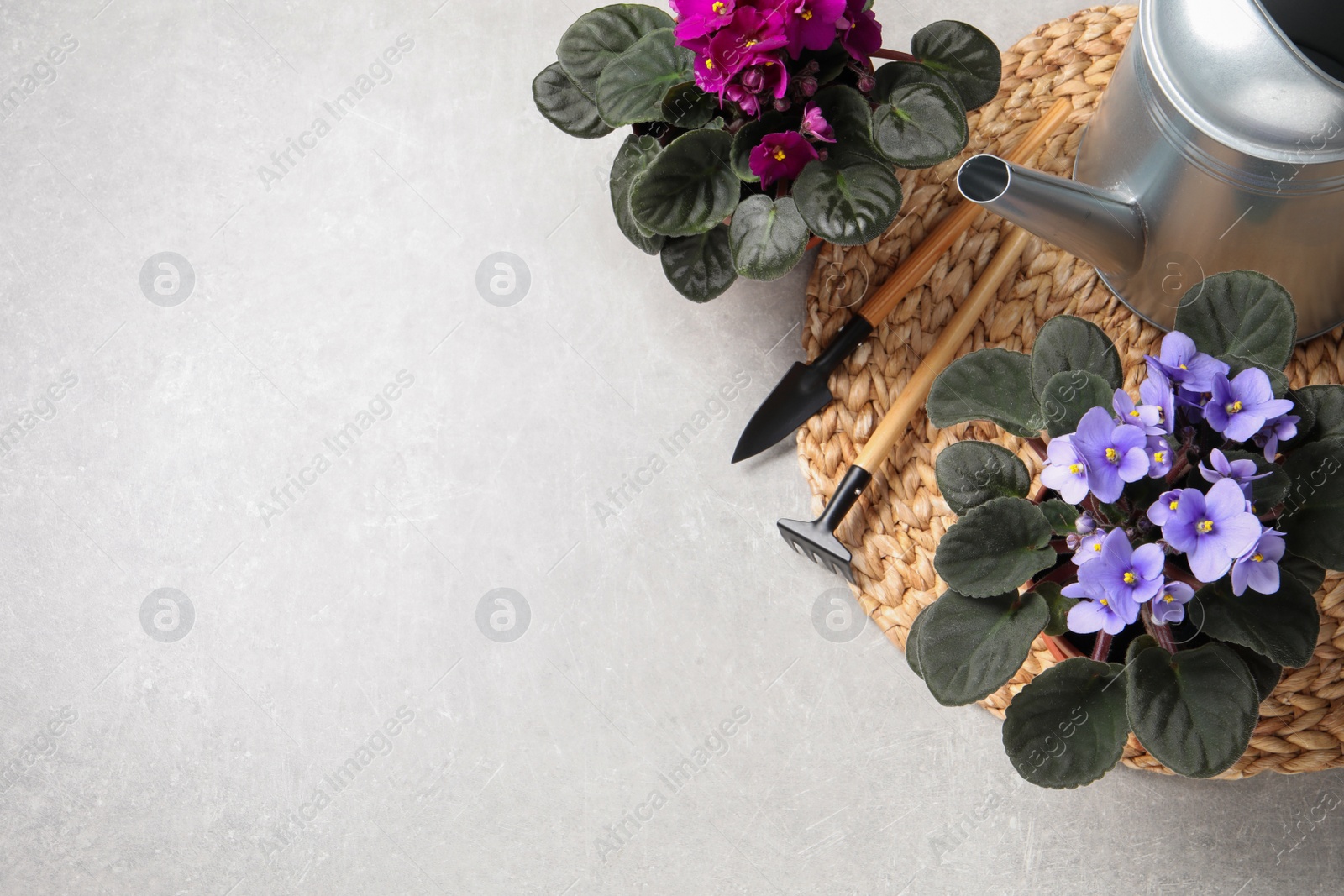 Photo of Beautiful potted violets and gardening tools on light grey table, flat lay with space for text. Delicate house plants