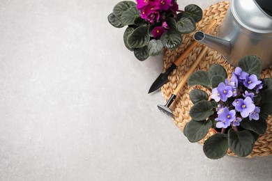 Photo of Beautiful potted violets and gardening tools on light grey table, flat lay with space for text. Delicate house plants