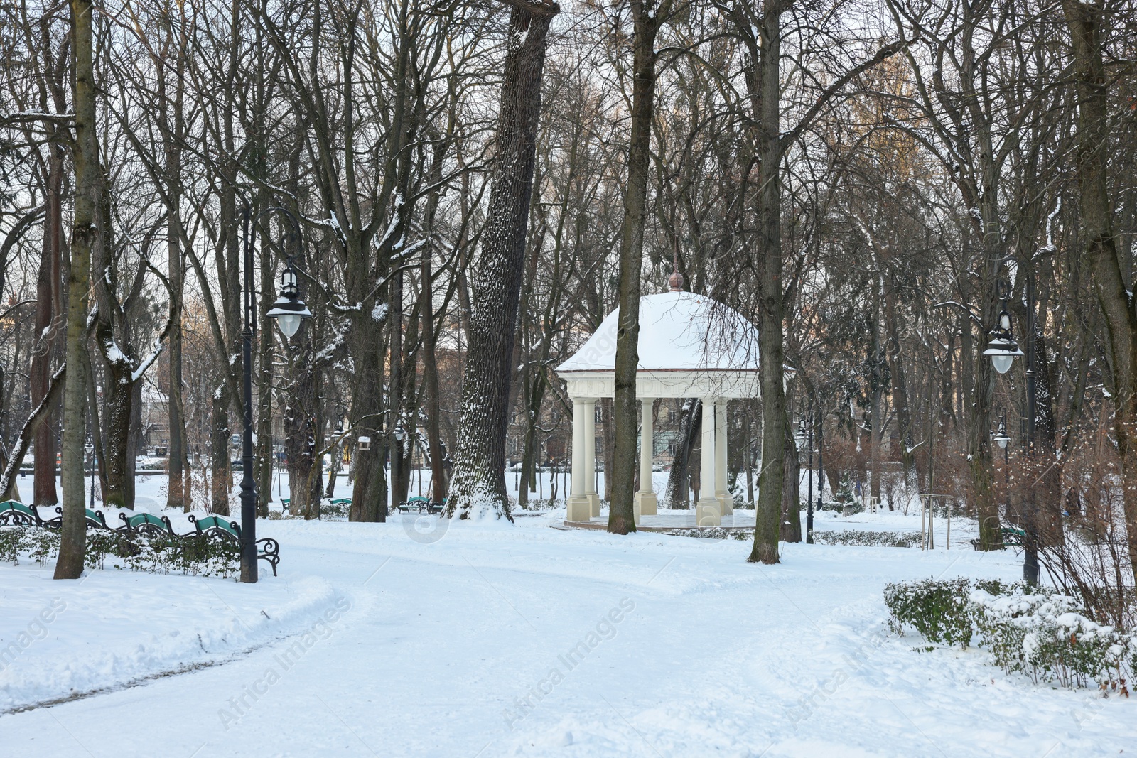 Photo of Trees and benches covered with snow in winter park