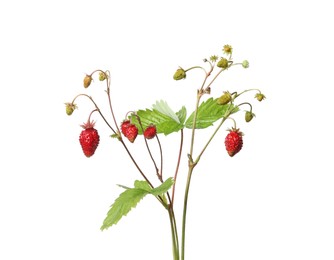 Stems of wild strawberry with berries and green leaves isolated on white