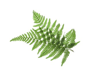 Photo of Beautiful tropical fern leaves on white background