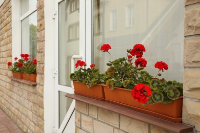 Photo of Windows with beautiful potted red geranium flowers