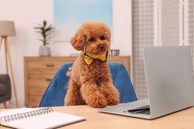 Photo of Cute Maltipoo dog wearing yellow bow tie and glasses at desk with laptop in room. Lovely pet