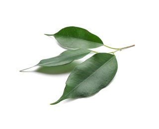 Photo of Fresh green ficus leaves on white background