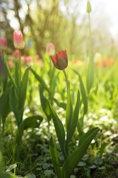 Beautiful bright tulips growing outdoors on sunny day