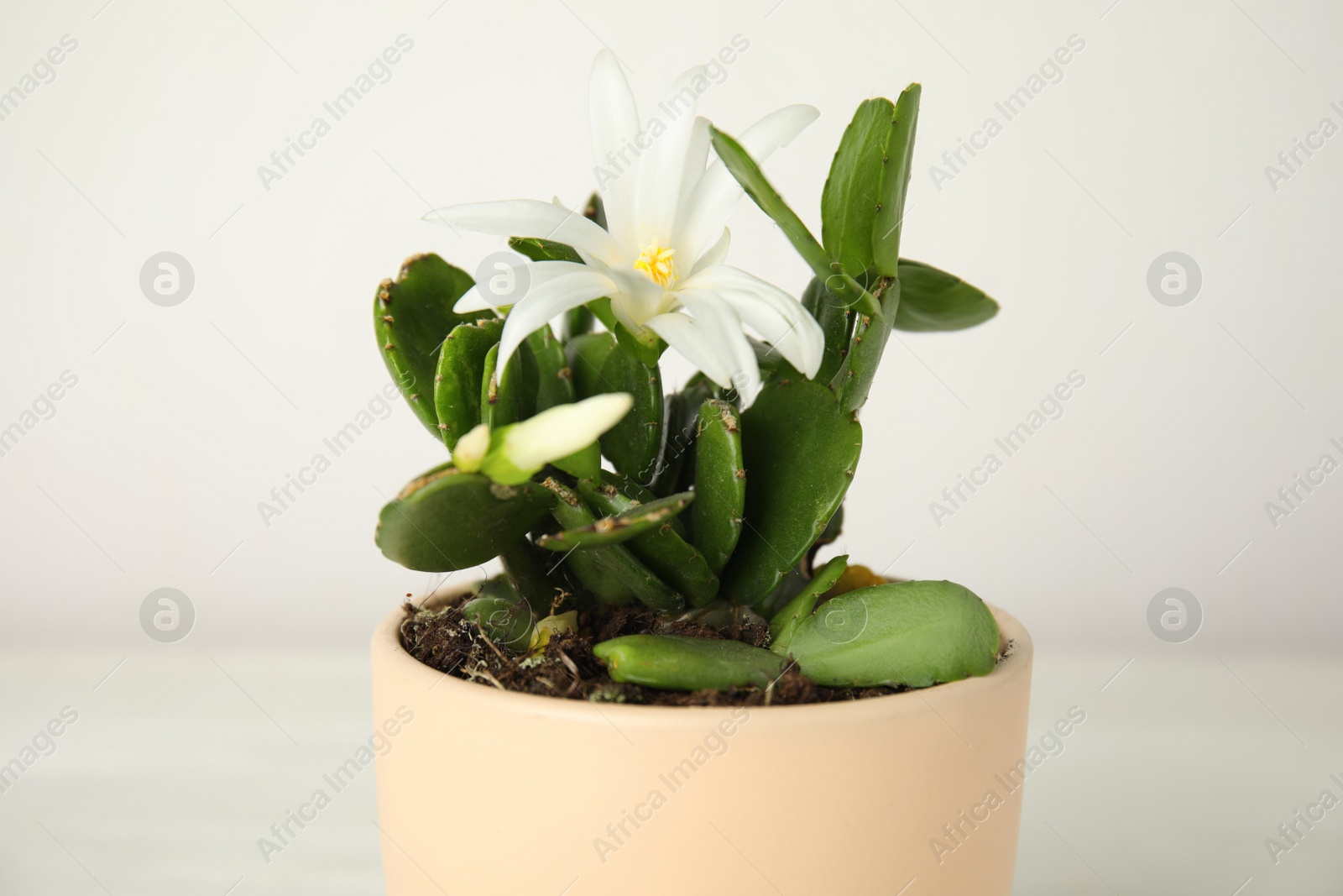 Photo of Beautiful blooming Schlumbergera (Christmas or Thanksgiving cactus) on light background, closeup