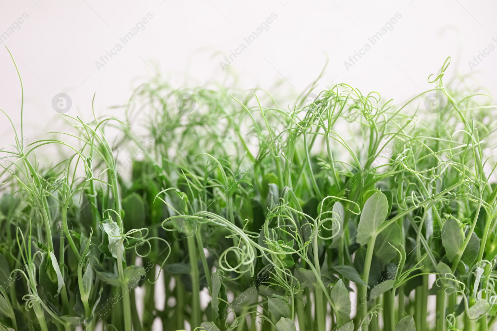 Photo of Fresh organic microgreen on white background, closeup