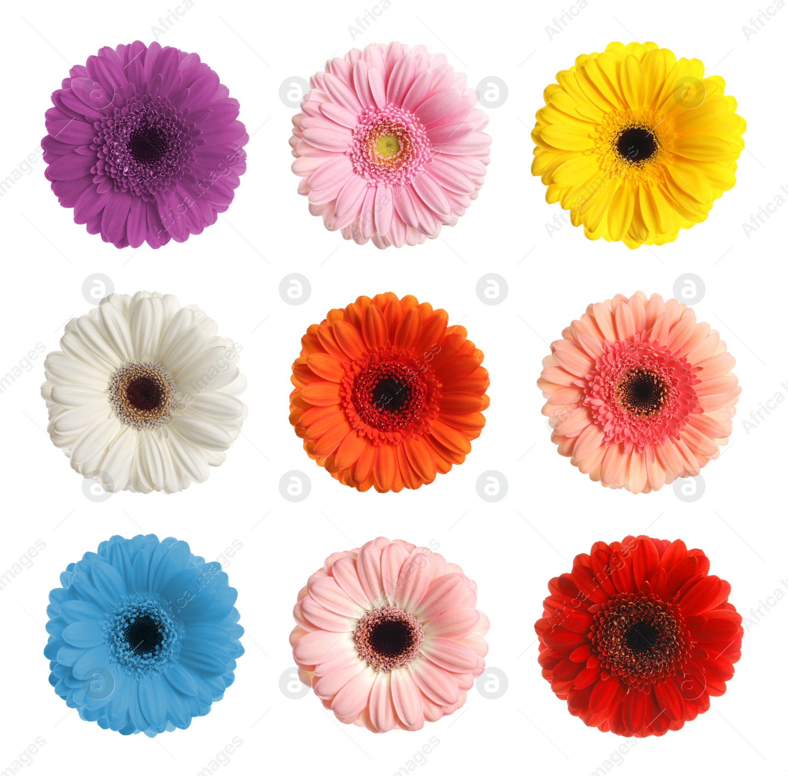 Image of Set with different beautiful gerbera flowers on white background