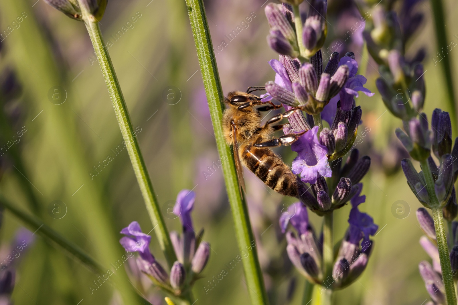 Photo of Honeybee collecting nectar from beautiful lavender flower outdoors, closeup. Space for text