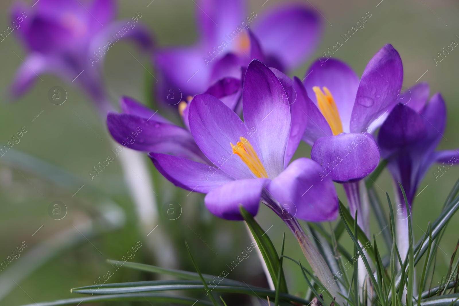 Photo of Fresh purple crocus flowers growing on blurred background, closeup