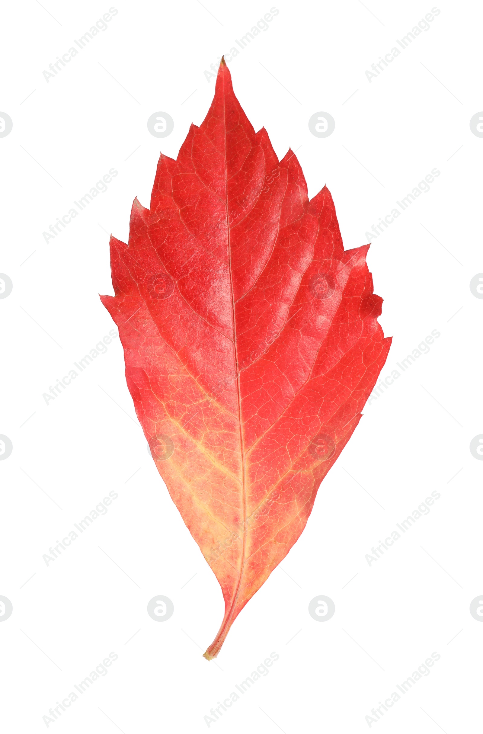 Photo of One beautiful red leaf isolated on white. Autumn season