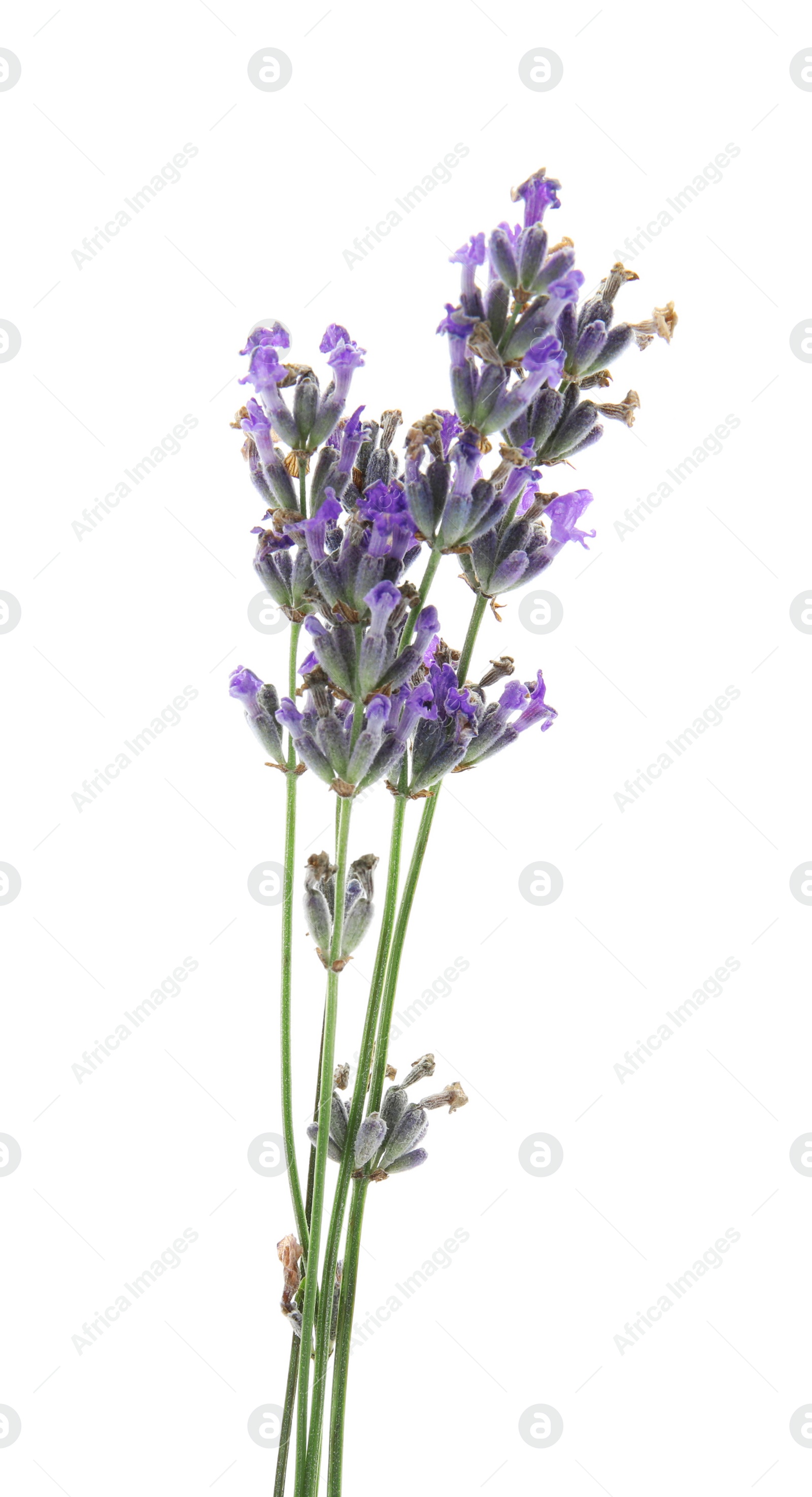 Photo of Beautiful blooming lavender flowers on white background