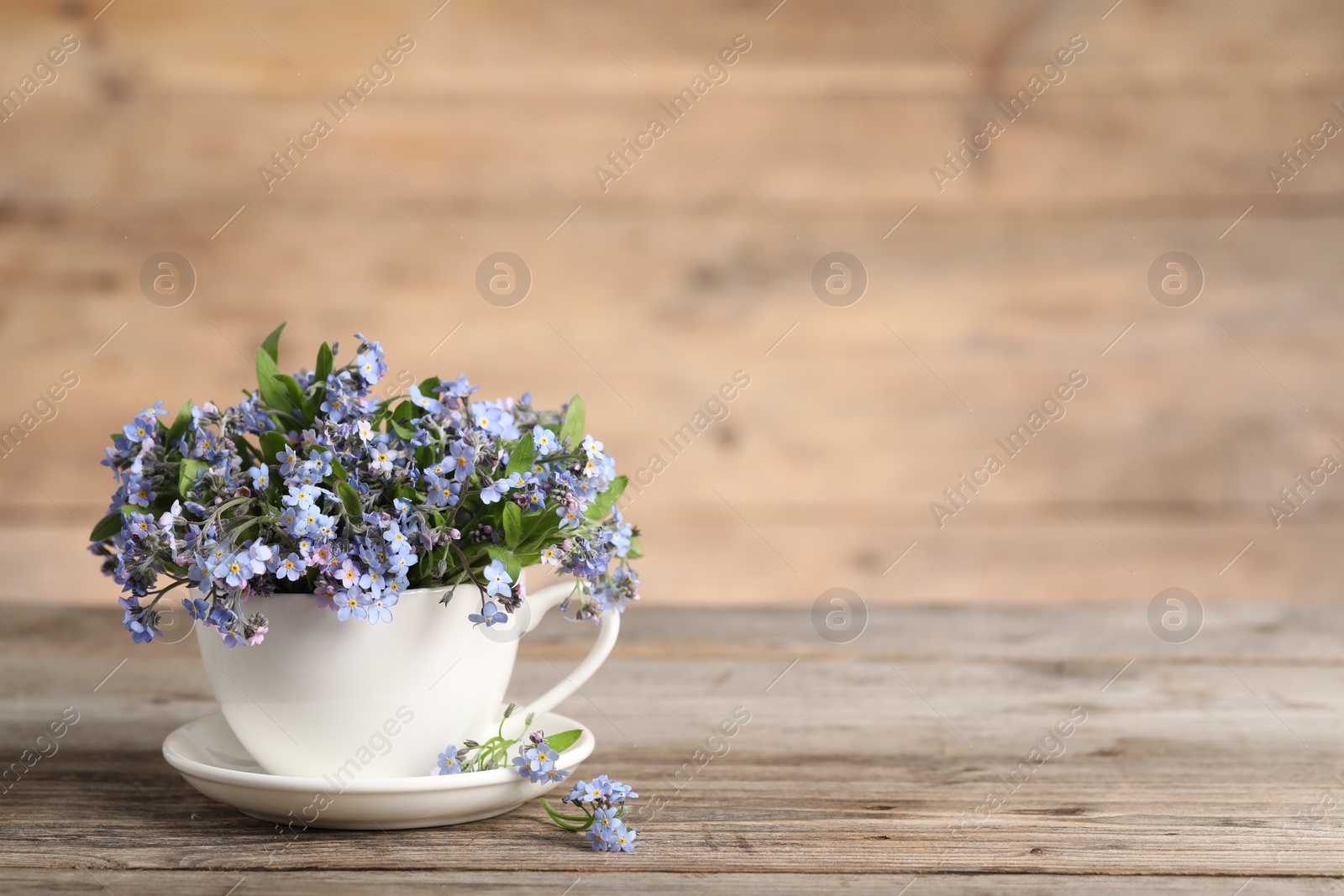 Photo of Beautiful forget-me-not flowers in cup and saucer on wooden table, closeup. Space for text