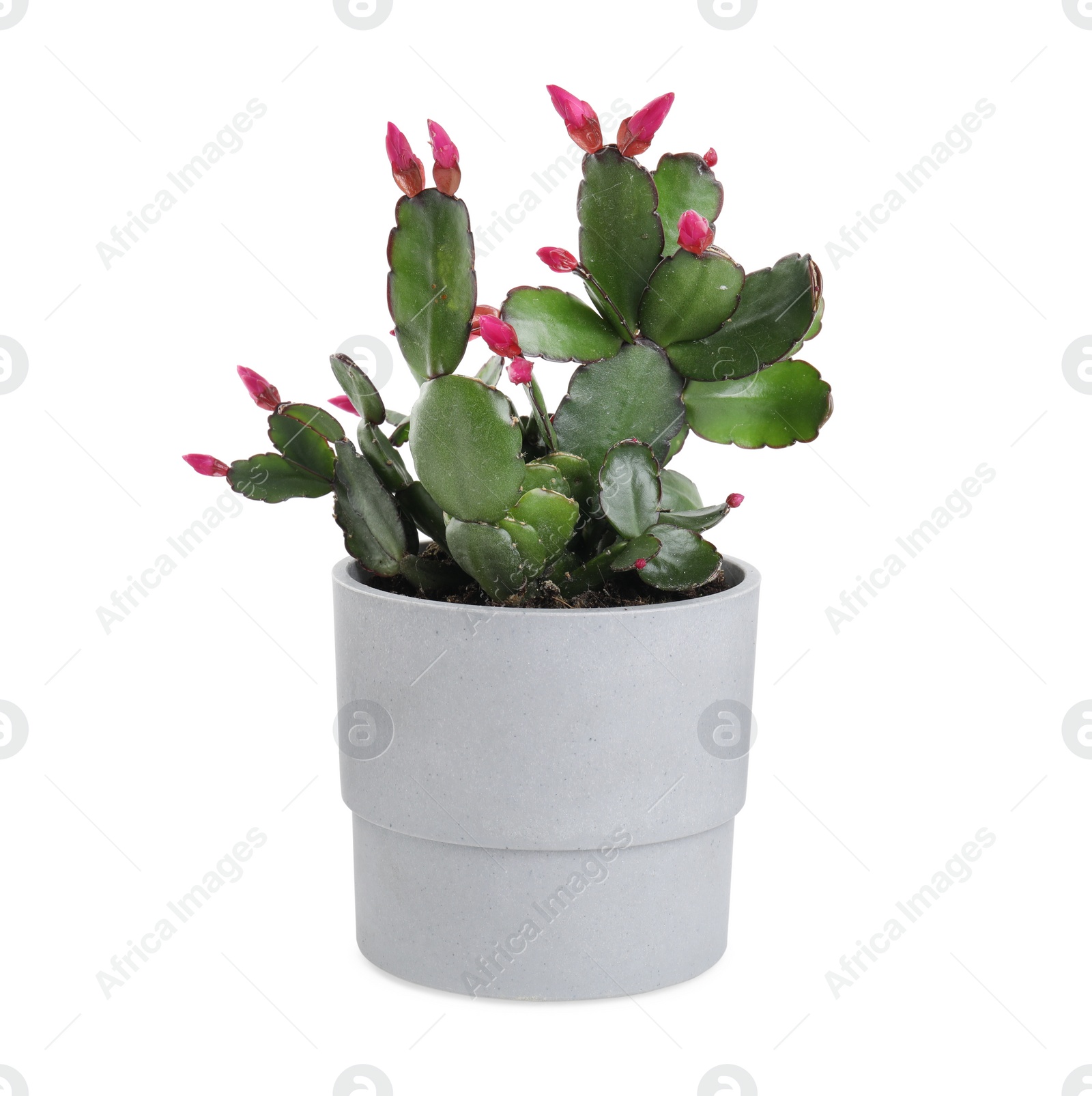 Photo of Beautiful blooming Schlumbergera (Christmas or Thanksgiving cactus) isolated on white