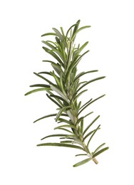 Photo of Sprig of fresh rosemary isolated on white