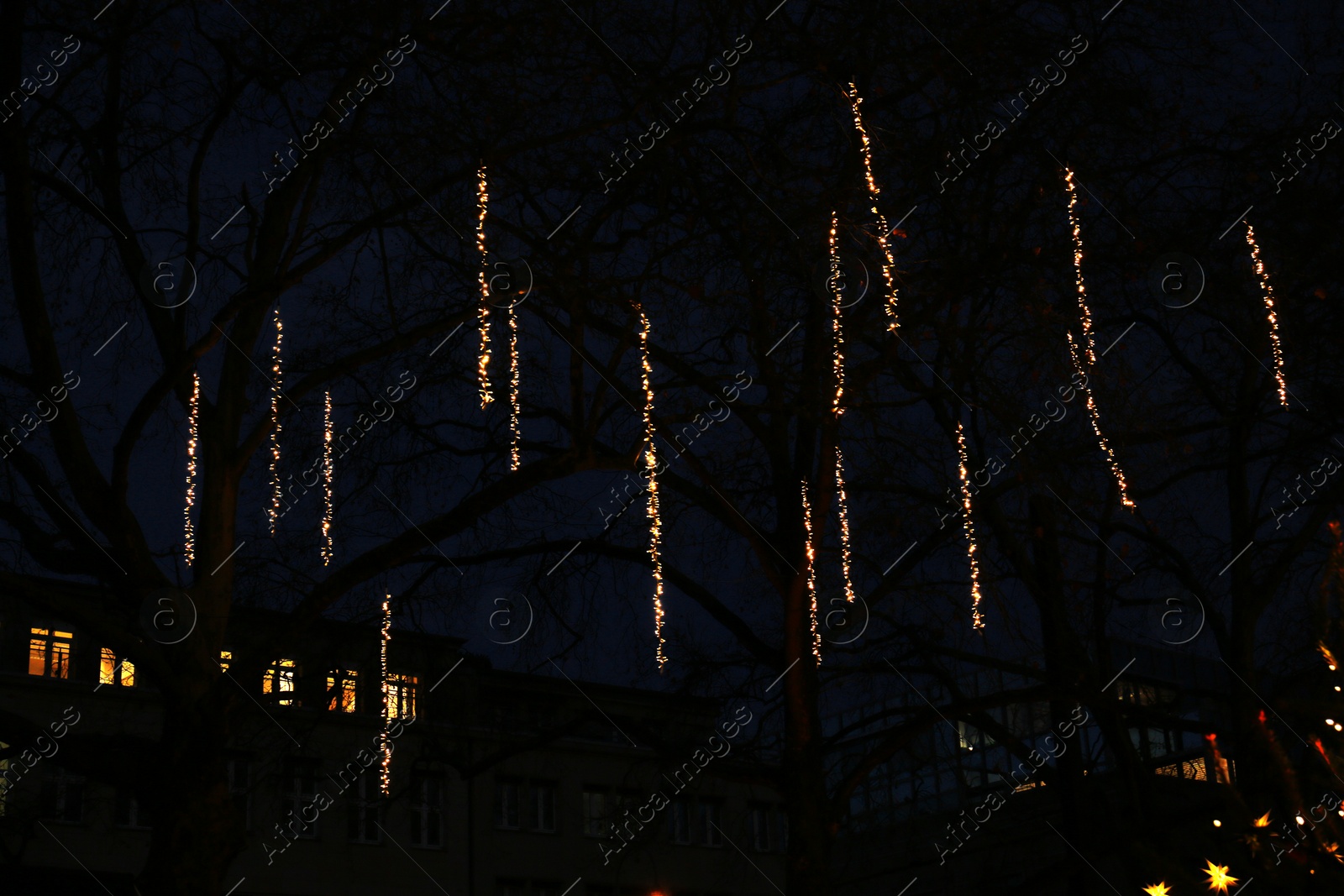 Photo of Trees decorated with beautiful Christmas lights in evening