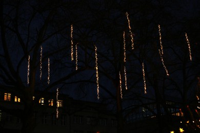 Trees decorated with beautiful Christmas lights in evening