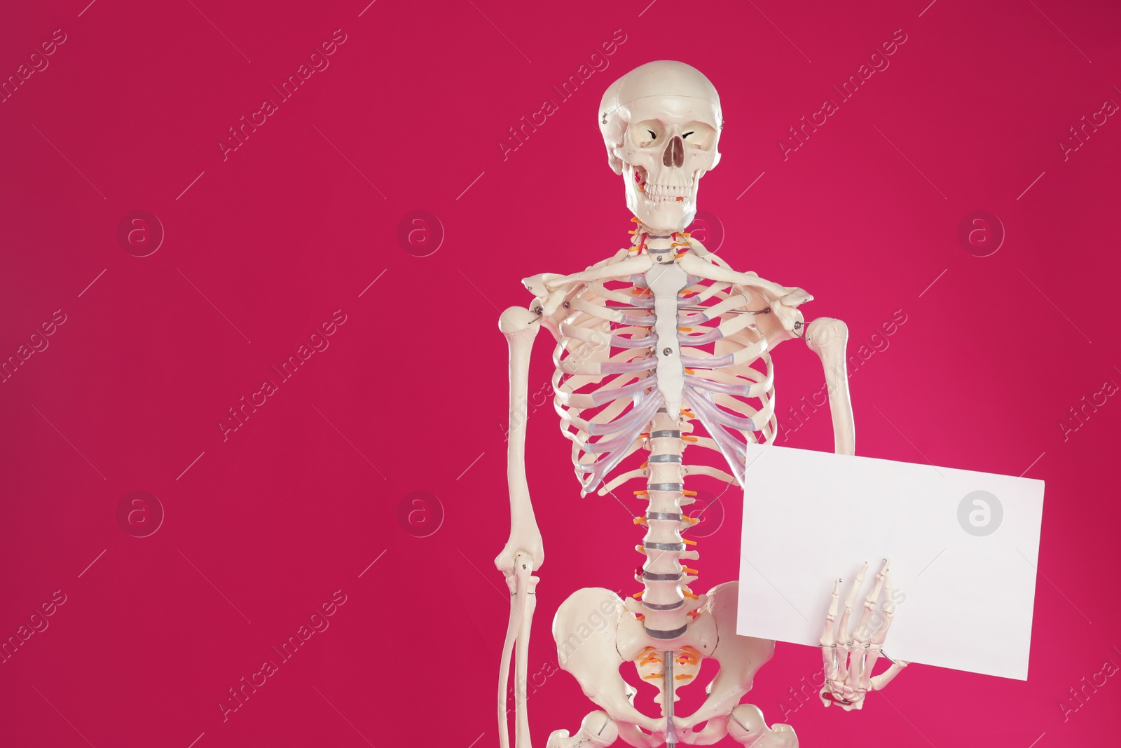Photo of Artificial human skeleton model with blank paper sheet on crimson background. Space for text