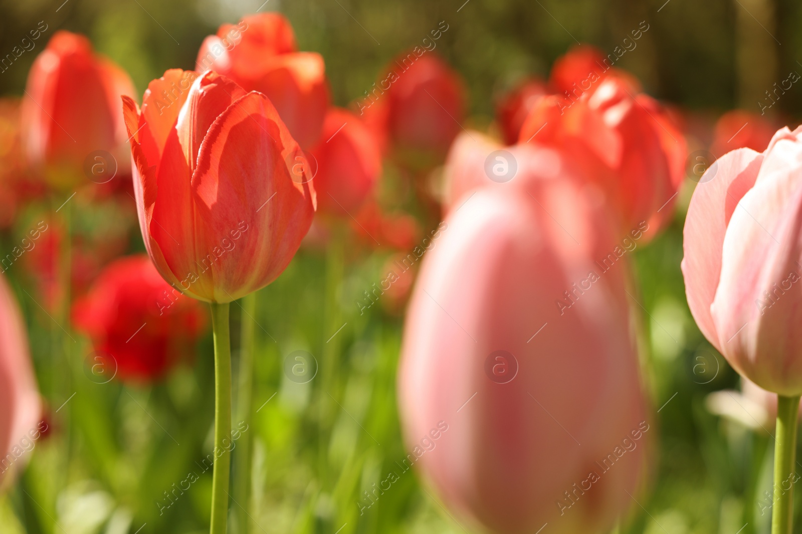 Photo of Beautiful bright tulips growing outdoors on sunny day, closeup