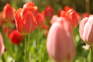 Beautiful bright tulips growing outdoors on sunny day, closeup