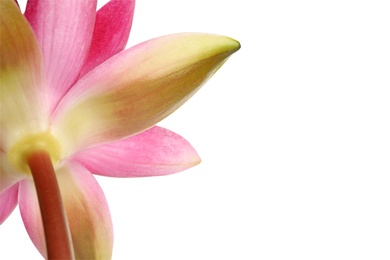 Beautiful blooming pink lotus flower on white background, closeup